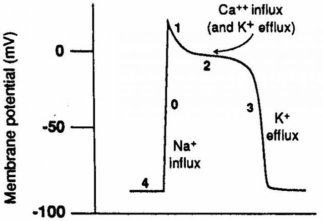 Gambar-5.-Potensial-Aksi-Sel